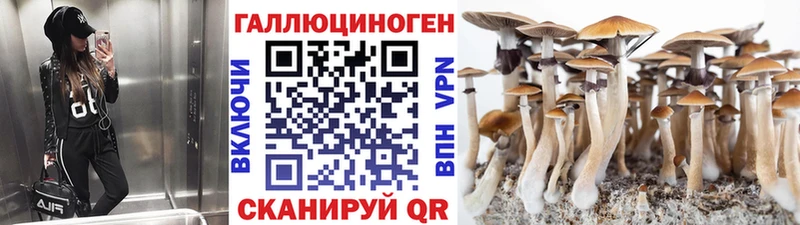 Купить где  Полесск  Галлюциногенные грибы GOLDEN TEACHER 